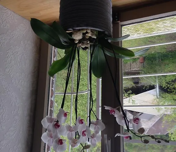 Bed & Breakfast Le Notaire Bomal